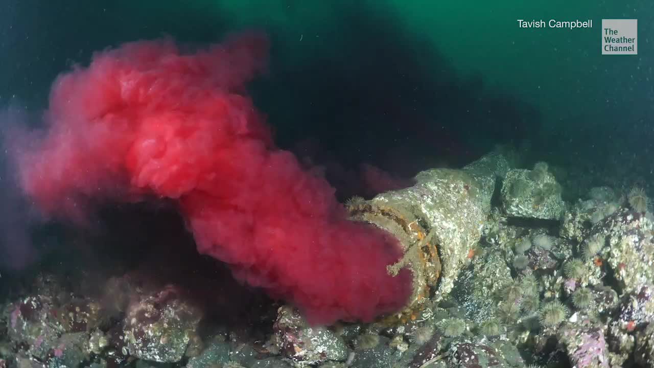Bloody Fish Gore Spilling into Waters Off British Columbia
