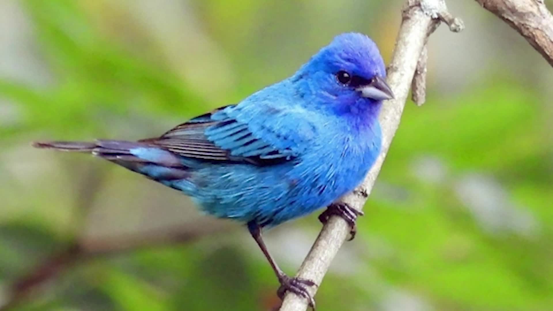Blue Birds Aren&rsquo;t Really Blue
