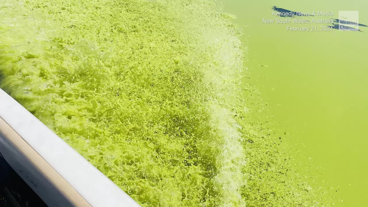 Blue-Green Algae Bloom Stuns Family in Australia