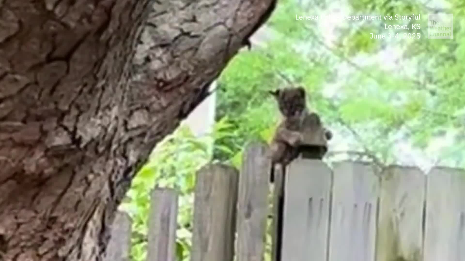Bobcat Kitten Reunited With Mother After Storm