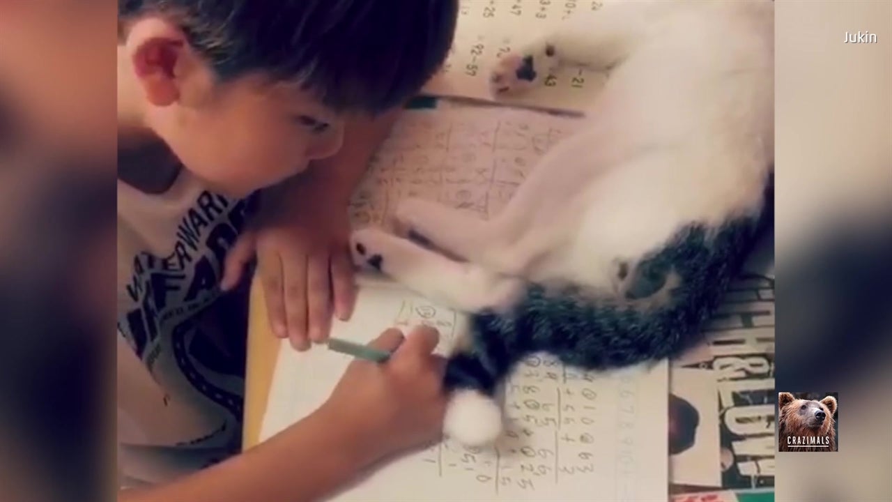Boy’s Homework Interrupted By His Cat