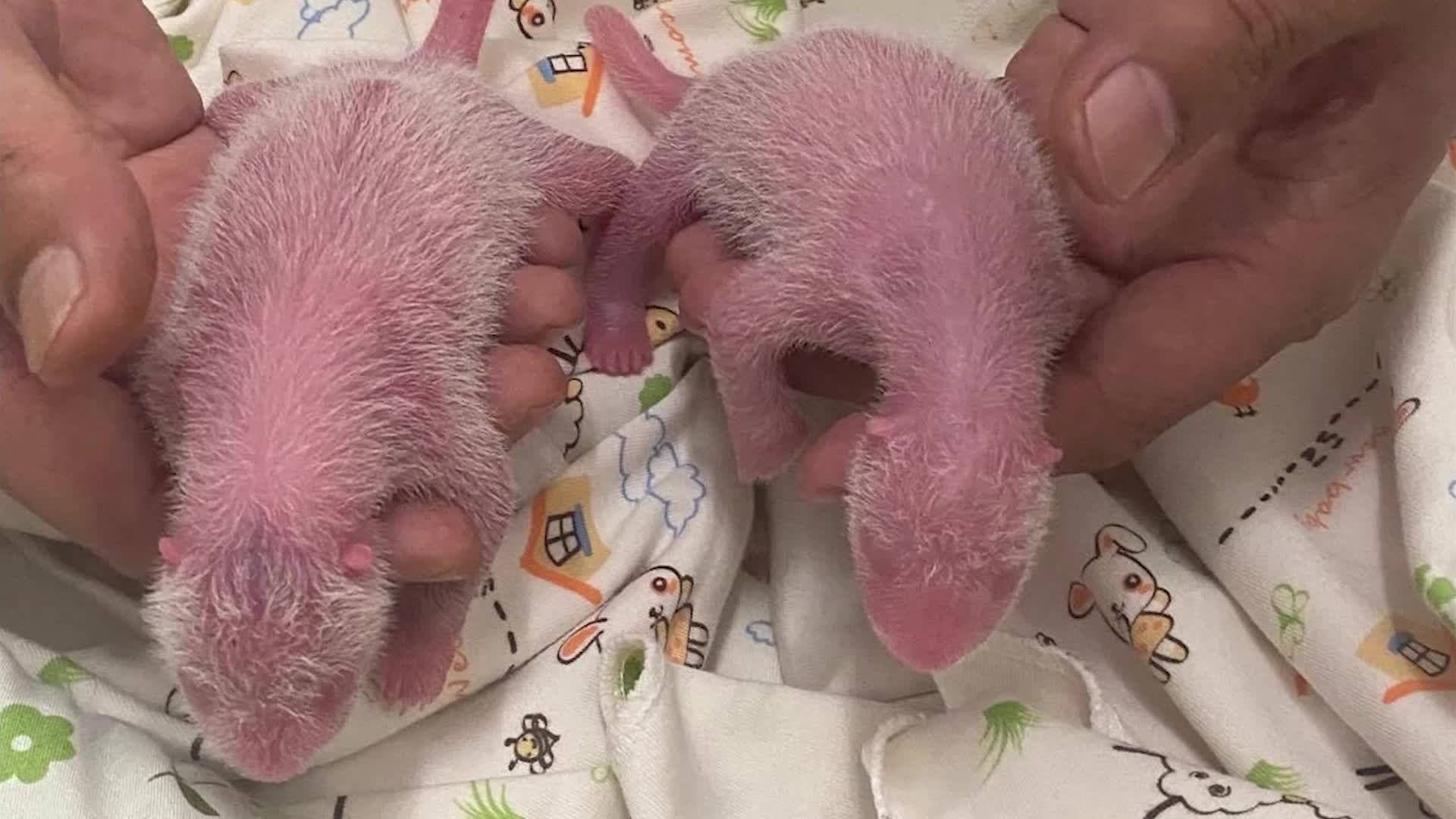 Brand New Baby Giant Pandas Make History