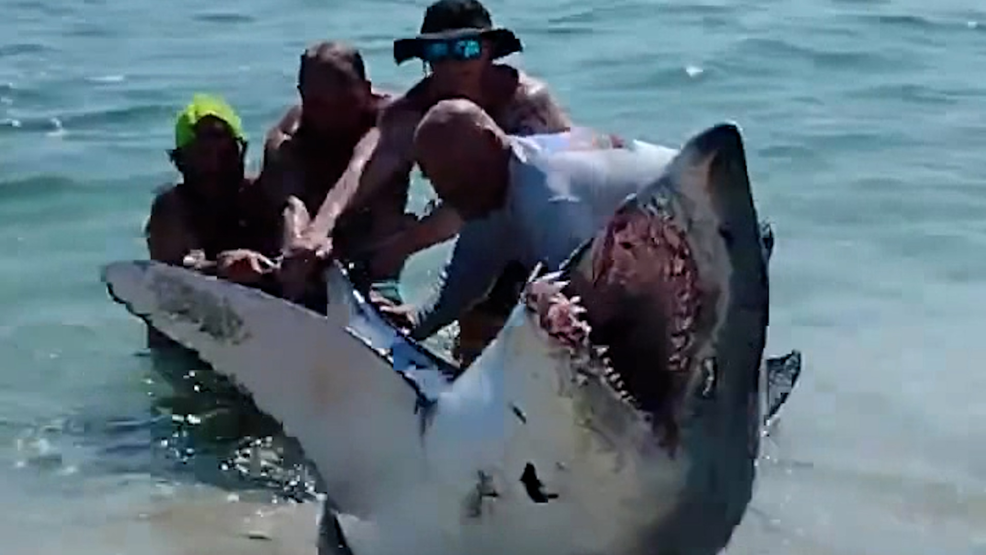 Brave Beachgoers Rescue Enormous Beached Shark