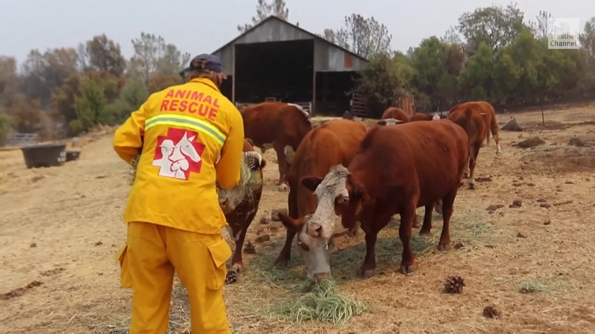 Brave Volunteers Work To Rescue Pets Stranded By Wildfires