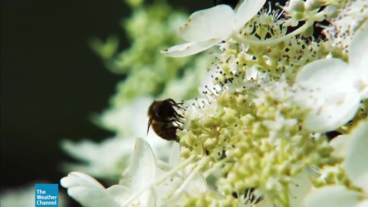 Bringing Honey Bees to the Cities