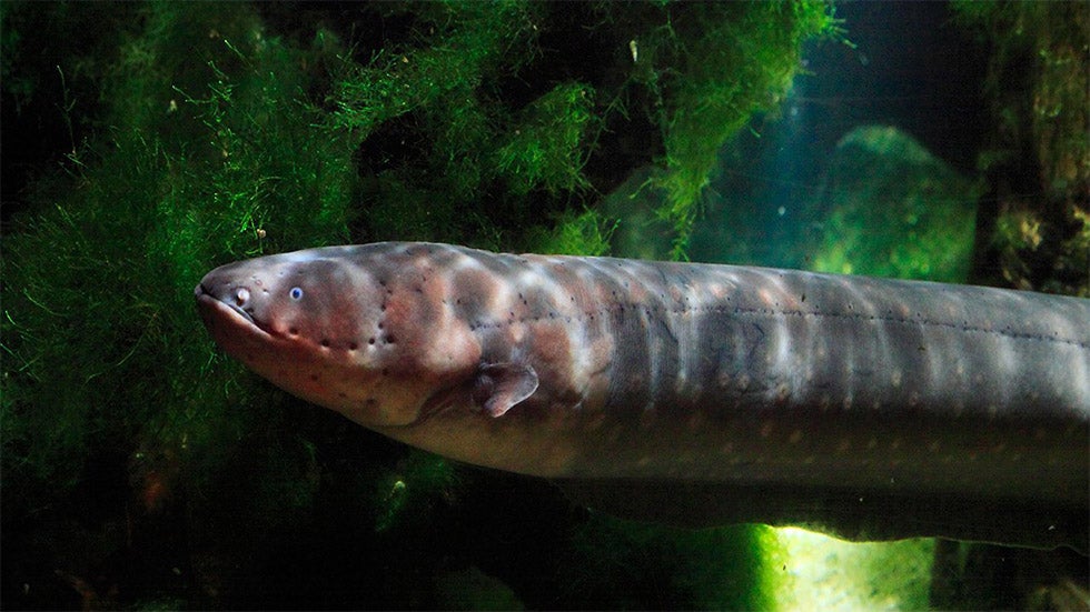 Britain’s Rivers So Polluted, Endangered Eels are Getting High