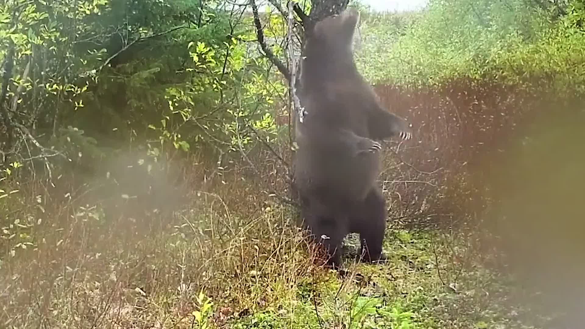 Brown Bear Busts A Move