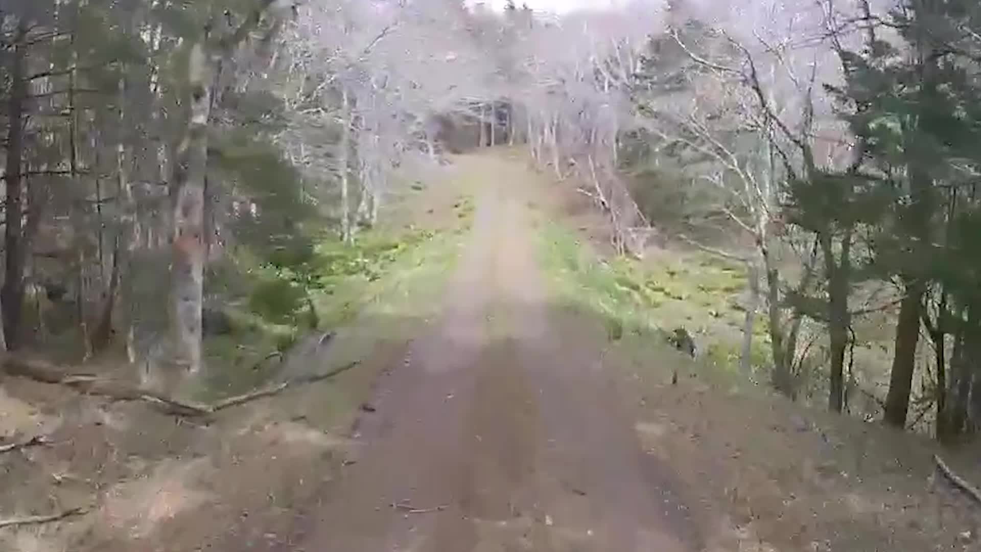 Brown Bear Charges At Car In Japan