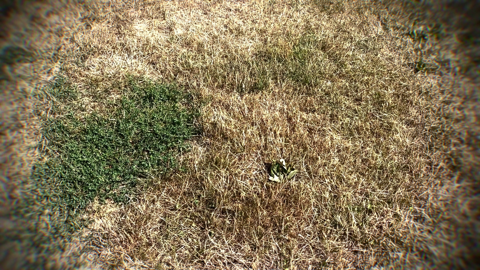 Is your brown, crunchy lawn dead or just dormant? How to tell