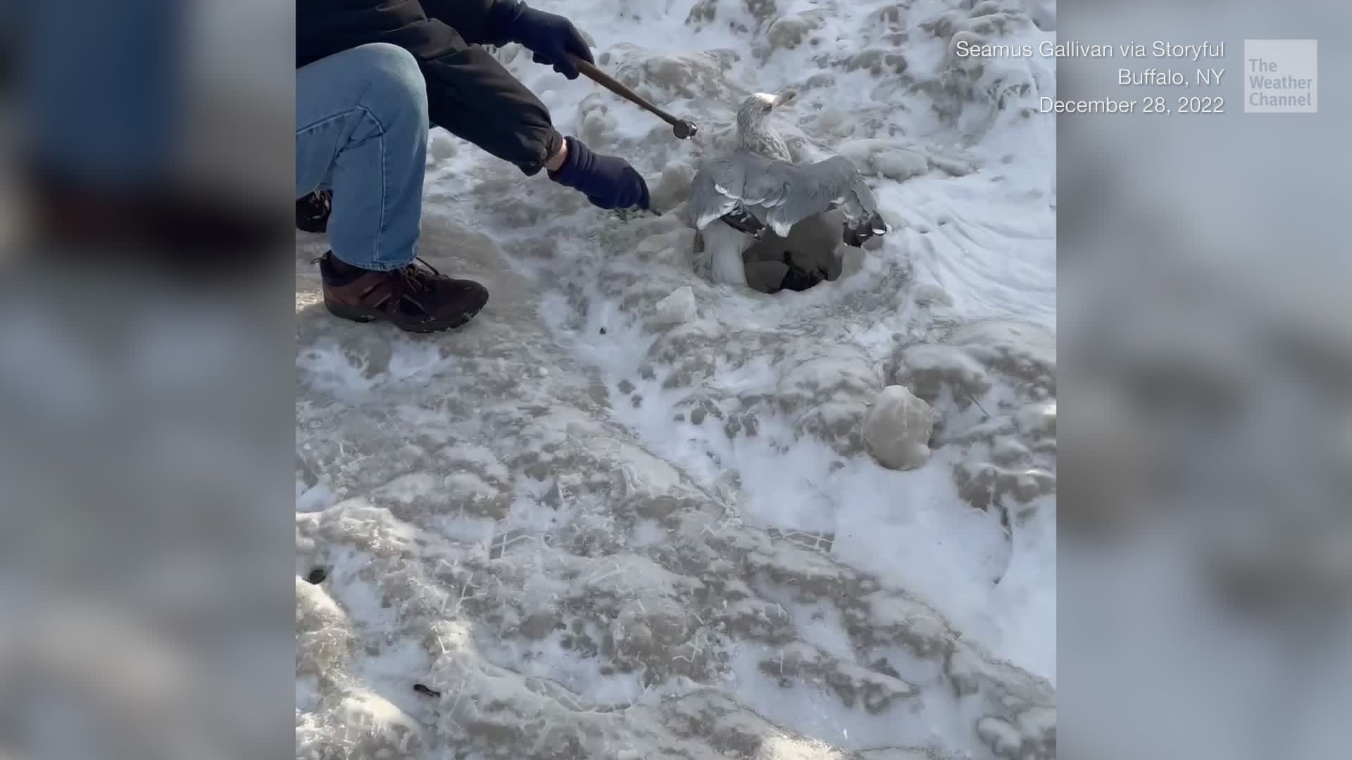 Buffalo Blizzard Traps Birds In Ice, Neighbors Come To Rescue