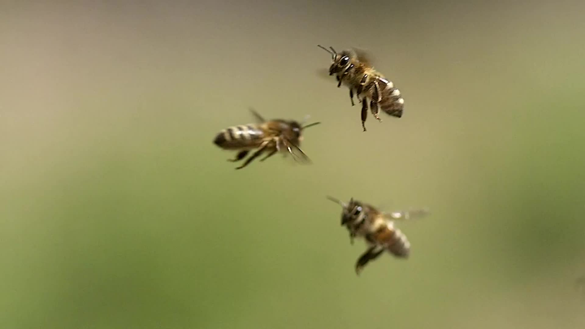 Bug Hotel Aims To Protect Biodiversity And Help Us Learn About The Environment