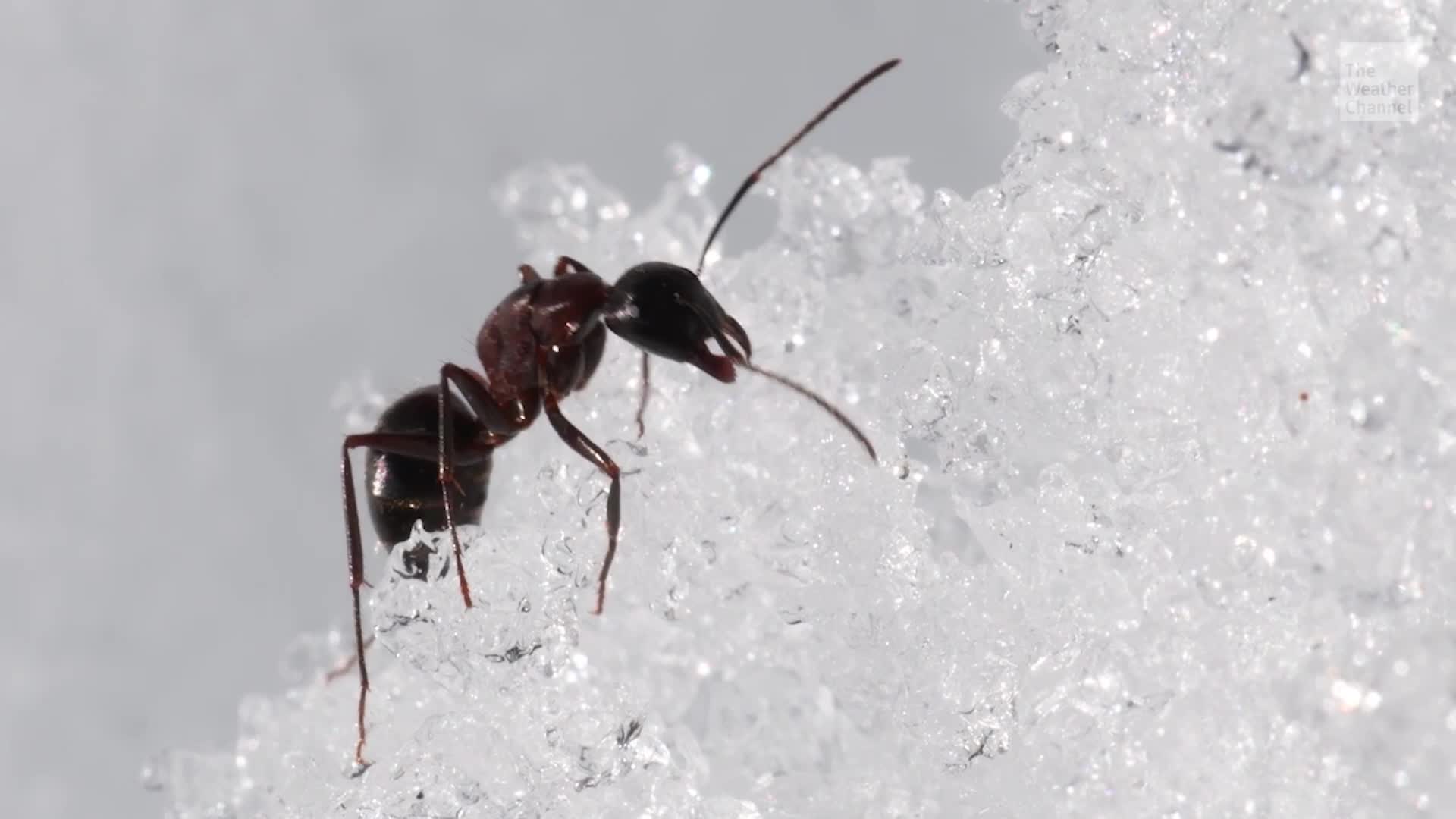 Bugged About Spring Pests...Could A Cold Winter Stop Them?