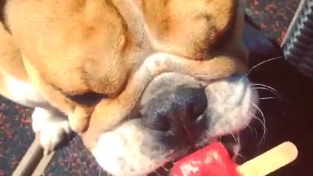 Bulldog Keeps Cool with Popsicle