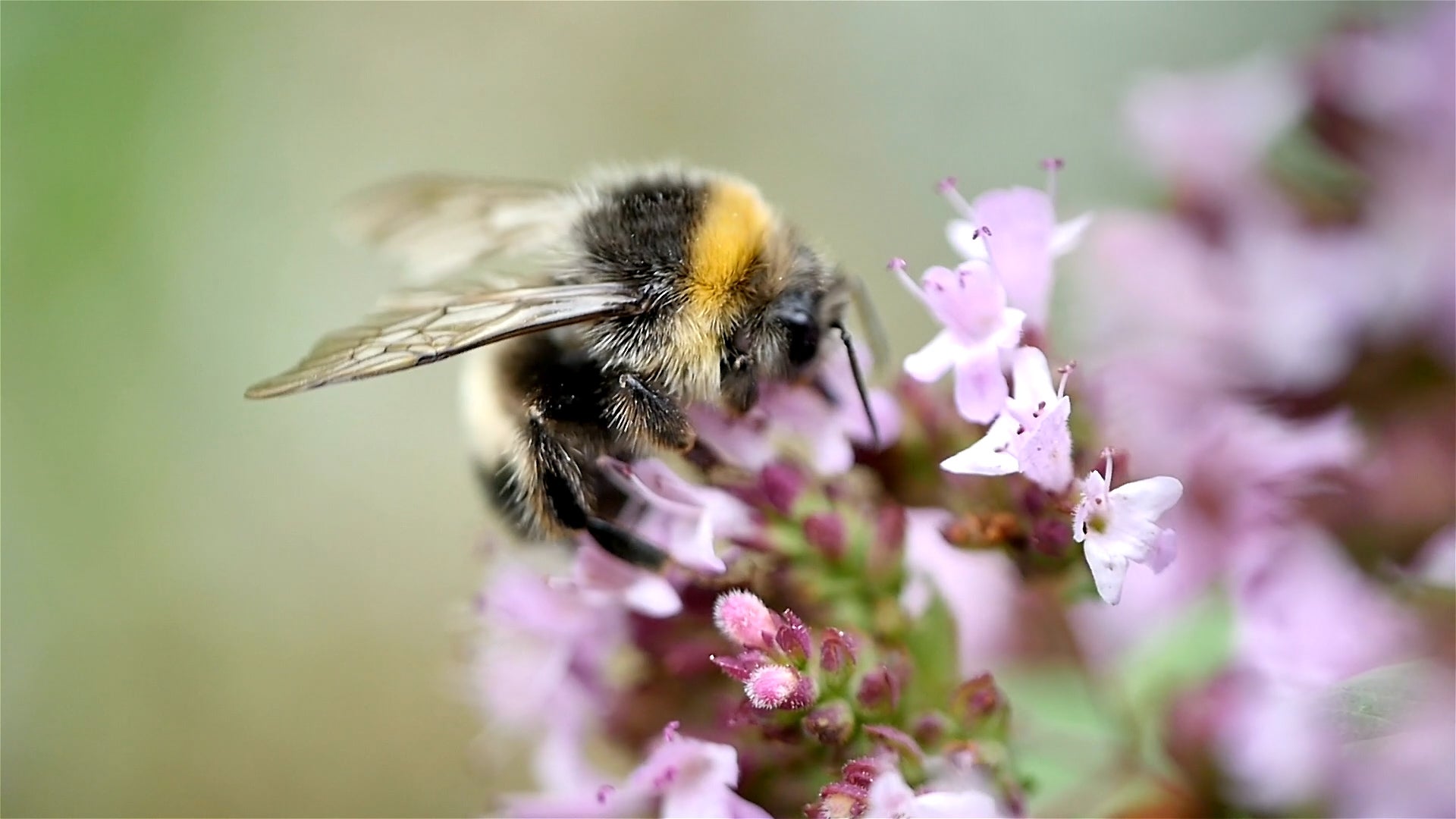 Bumblebees Heading Straight for Mass Extinction Because of Climate Change