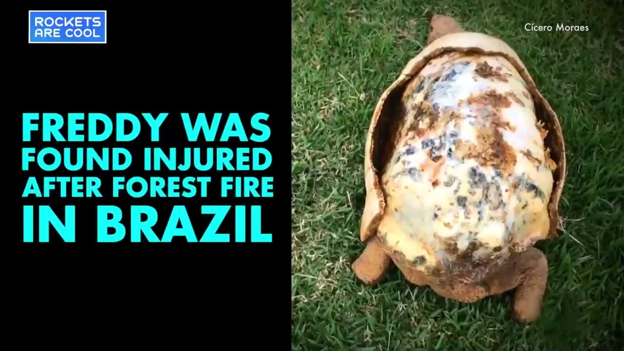 Burned Tortoise Gets Printed Shell