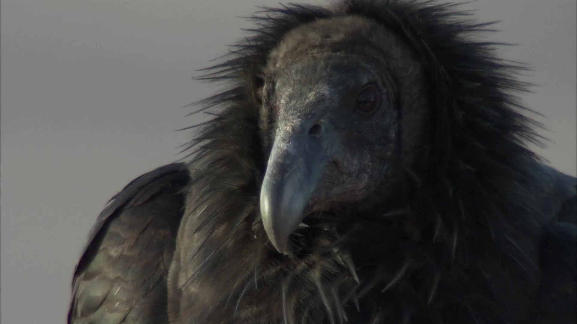 California Condors to Return to Pacific Northwest for First Time in 100 Years