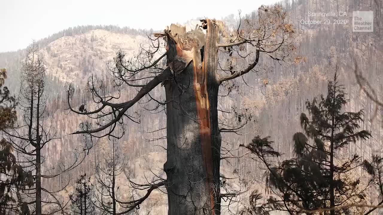 California Fire Claims Ancient Giant Sequoias