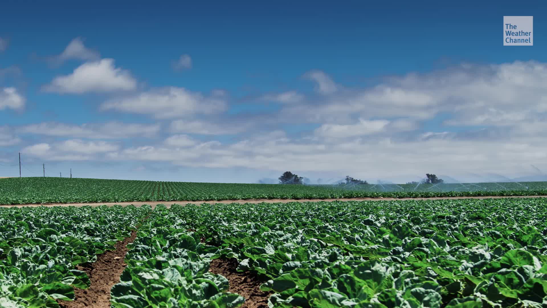 California Loses $1 Billion in Crops Annually Due to Air Pollution