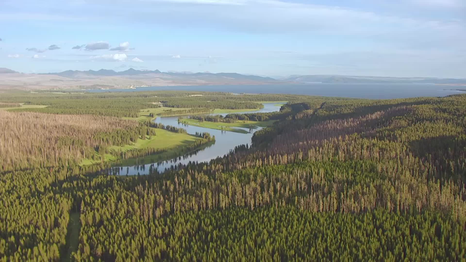 California Lost 36 Million Trees in 2022; This Is Why