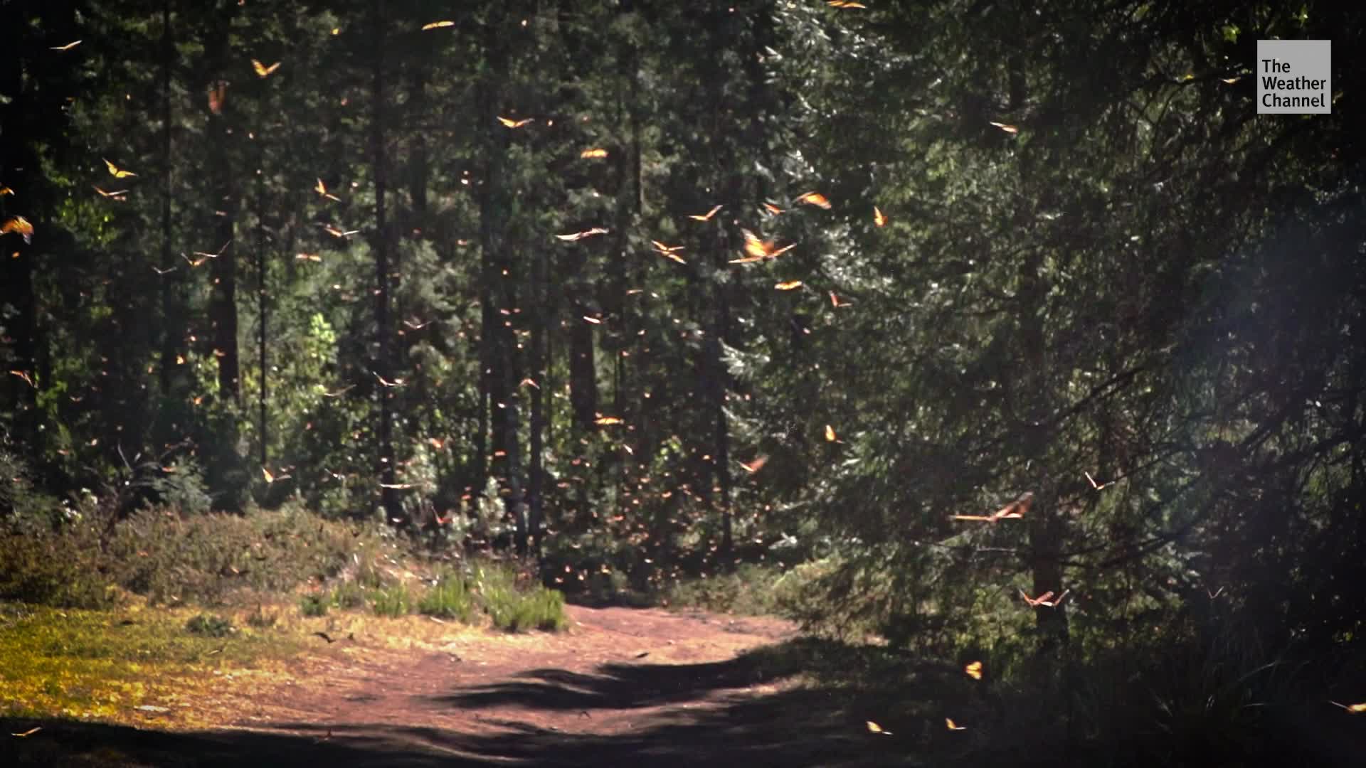 California Monarch Butterfly Population In Sharp Decline