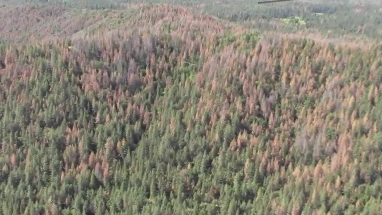 California Sees 'Dramatic' Increase in Dead Trees