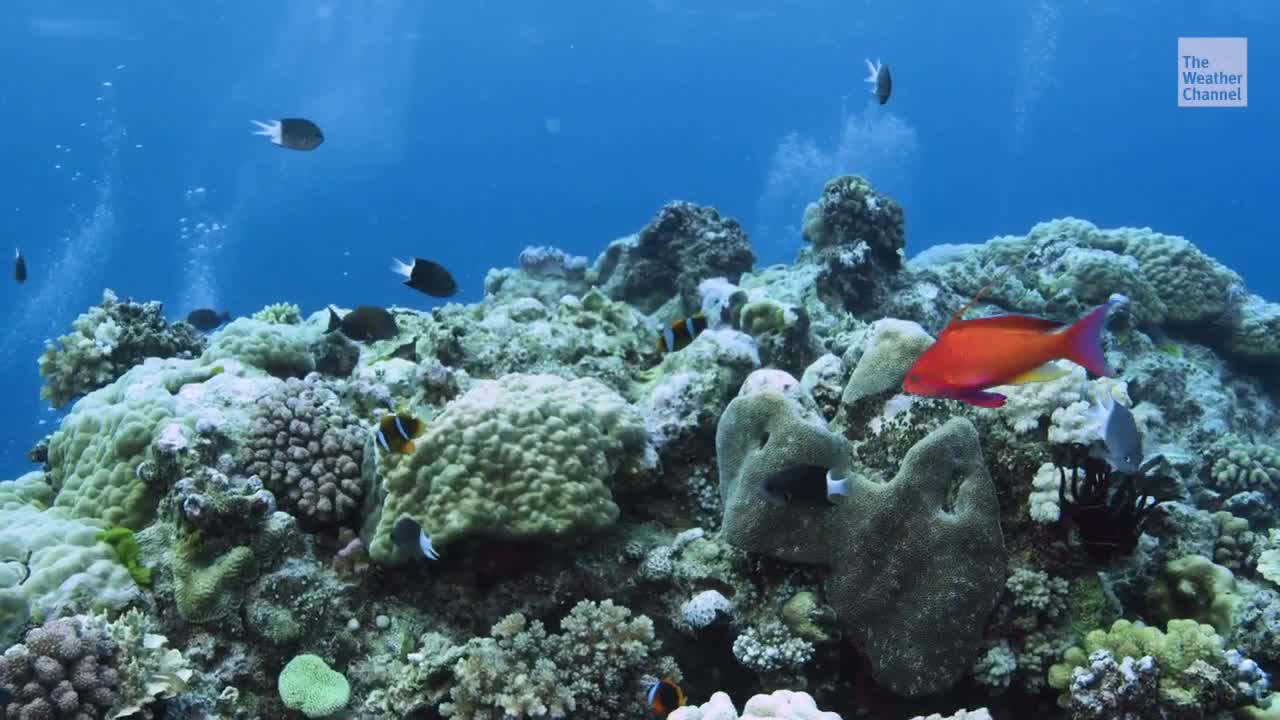 Can Manufactured Clouds Save Great Barrier Reef?