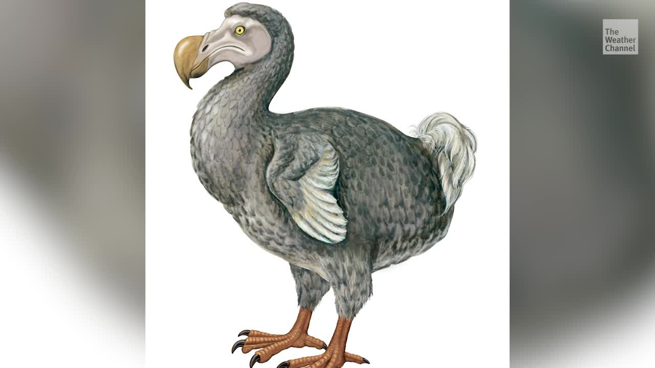 Can Scientists Bring Back Dodo Birds Hundreds Of Years After Extinction?