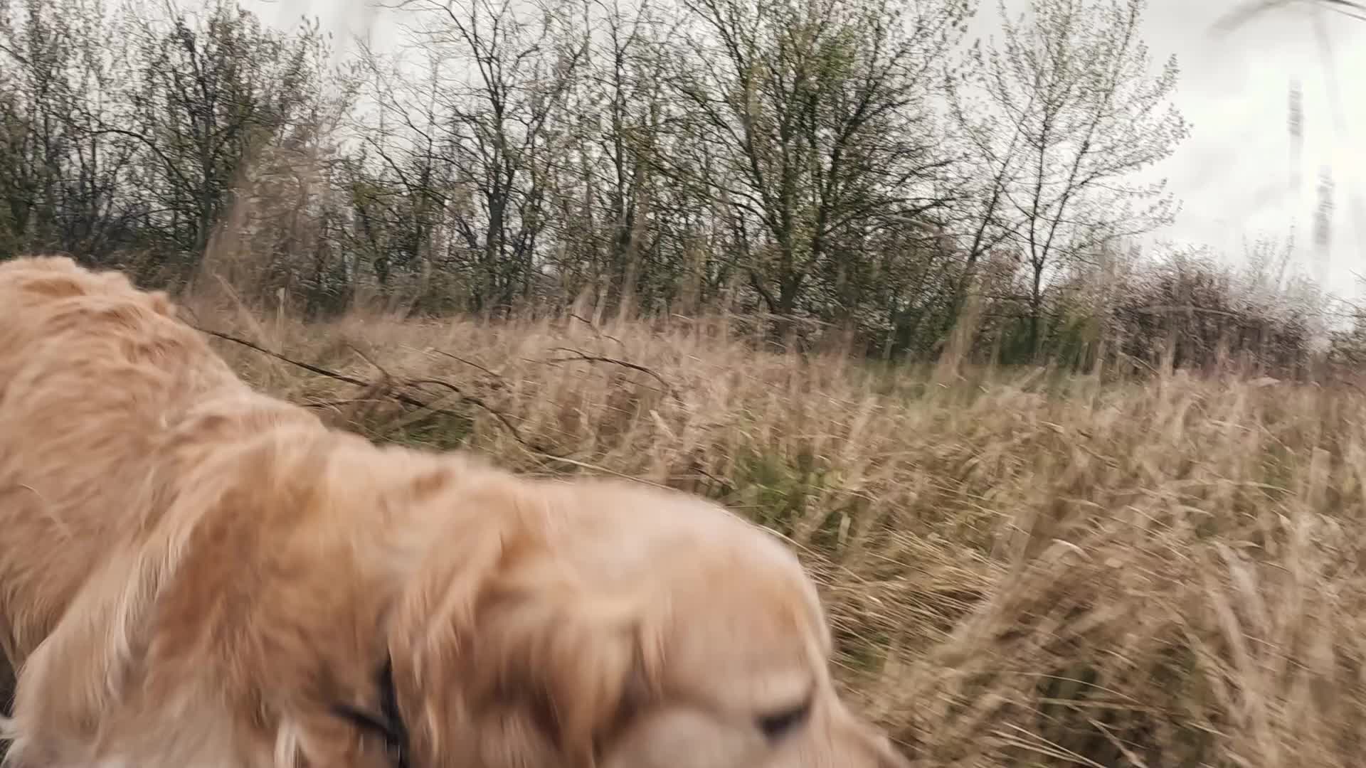 Canine Lyme Disease On The Rise