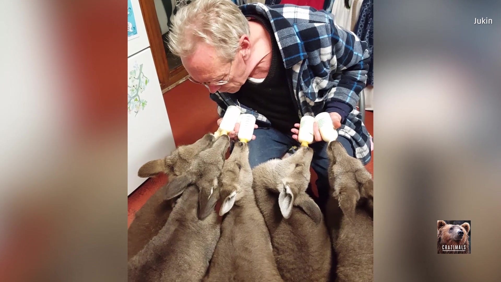 Caretaker Bottle Feeds Baby Kangaroos
