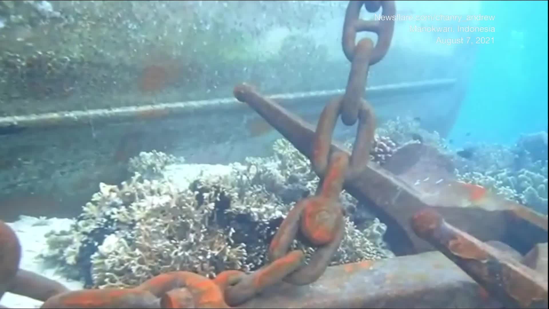 Cargo Ship Crash Damages ‘Amazon of the Ocean’ Coral Reefs