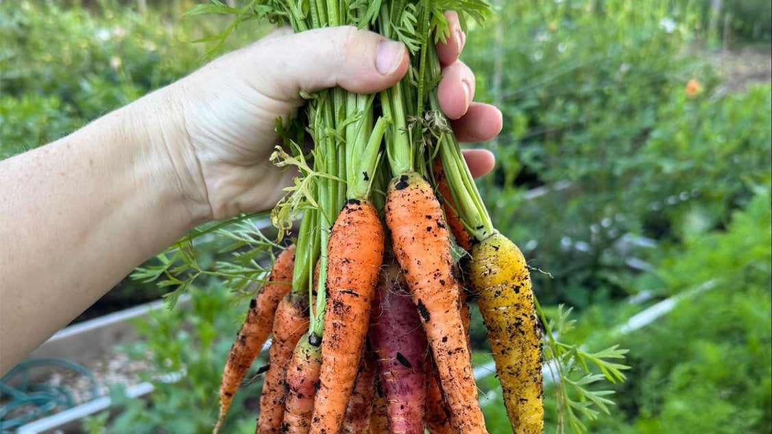 carrots