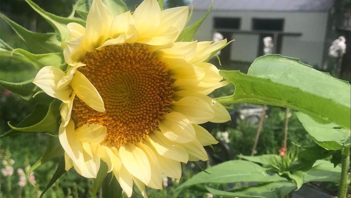 sunflower