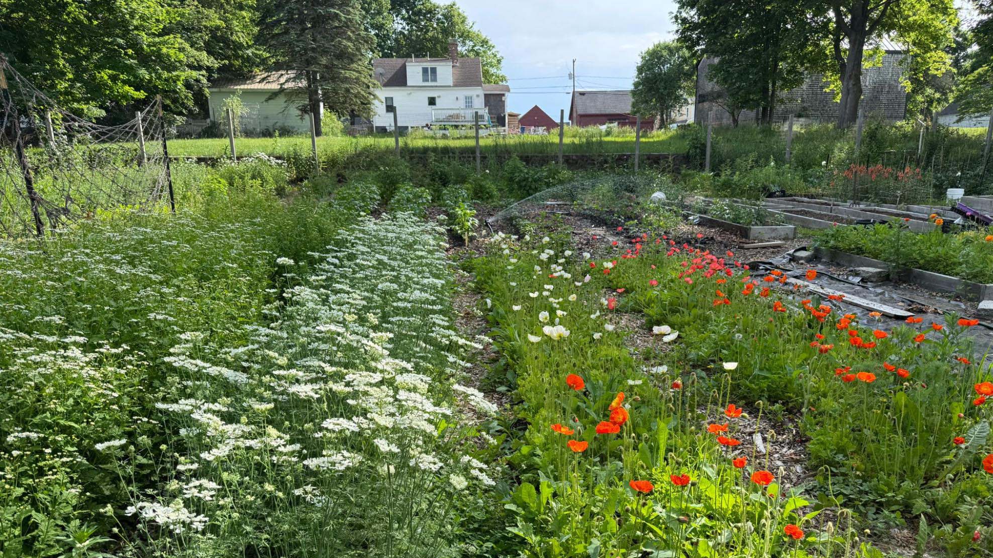 garden