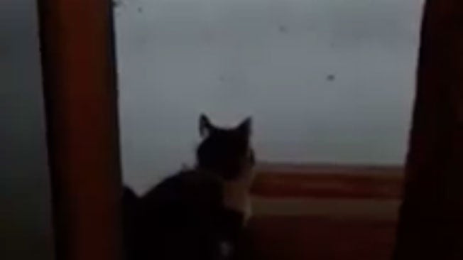 Cat + Lightning = Epic Scene