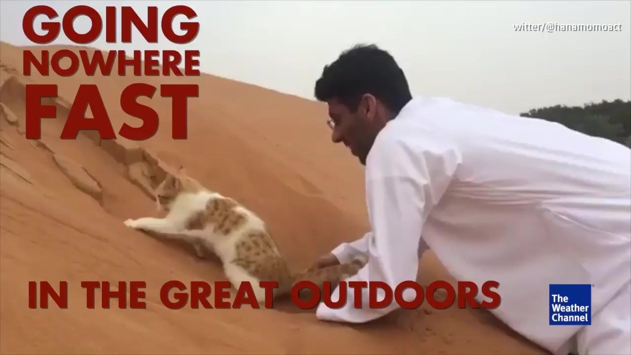 Cat Digs in the Sand
