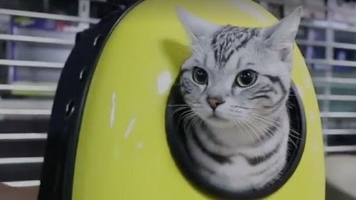 Cat Fans, Prepare to Go Crazy 