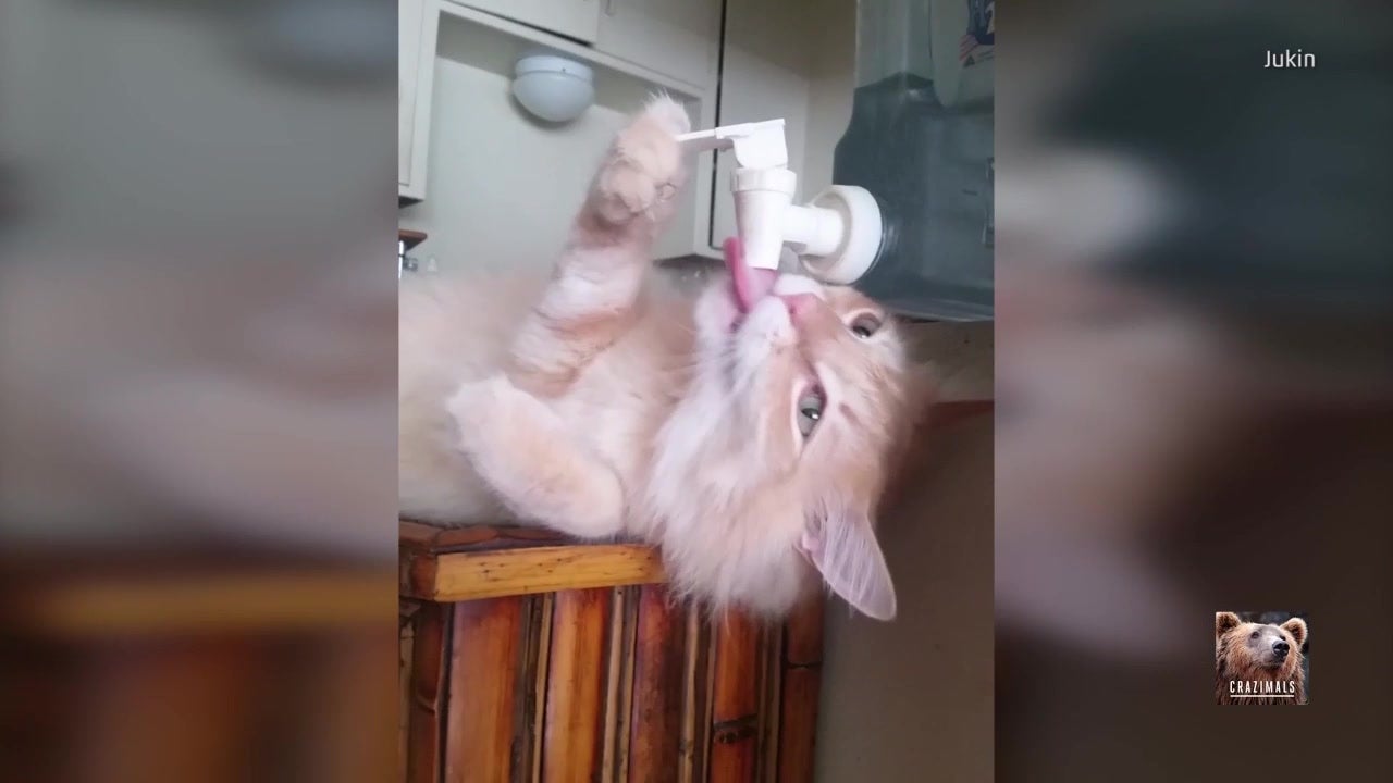Cat Goes Straight to the Source