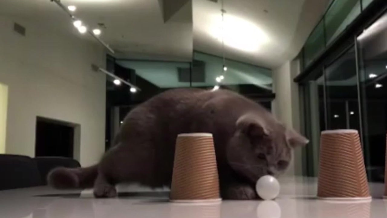 Cat Guesses Right in Game