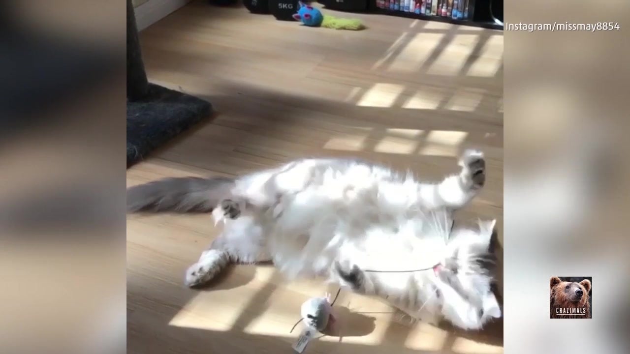 Cat Is Too Tired to Play