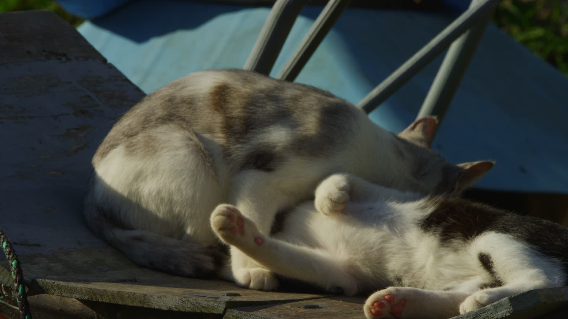 Cat Island, Japan, Is A Unique Trip For Cat Lovers