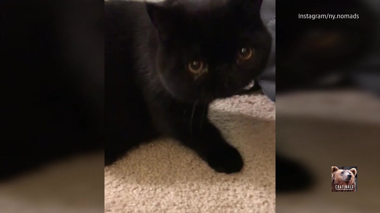 Cat Learns Size Does Matter
