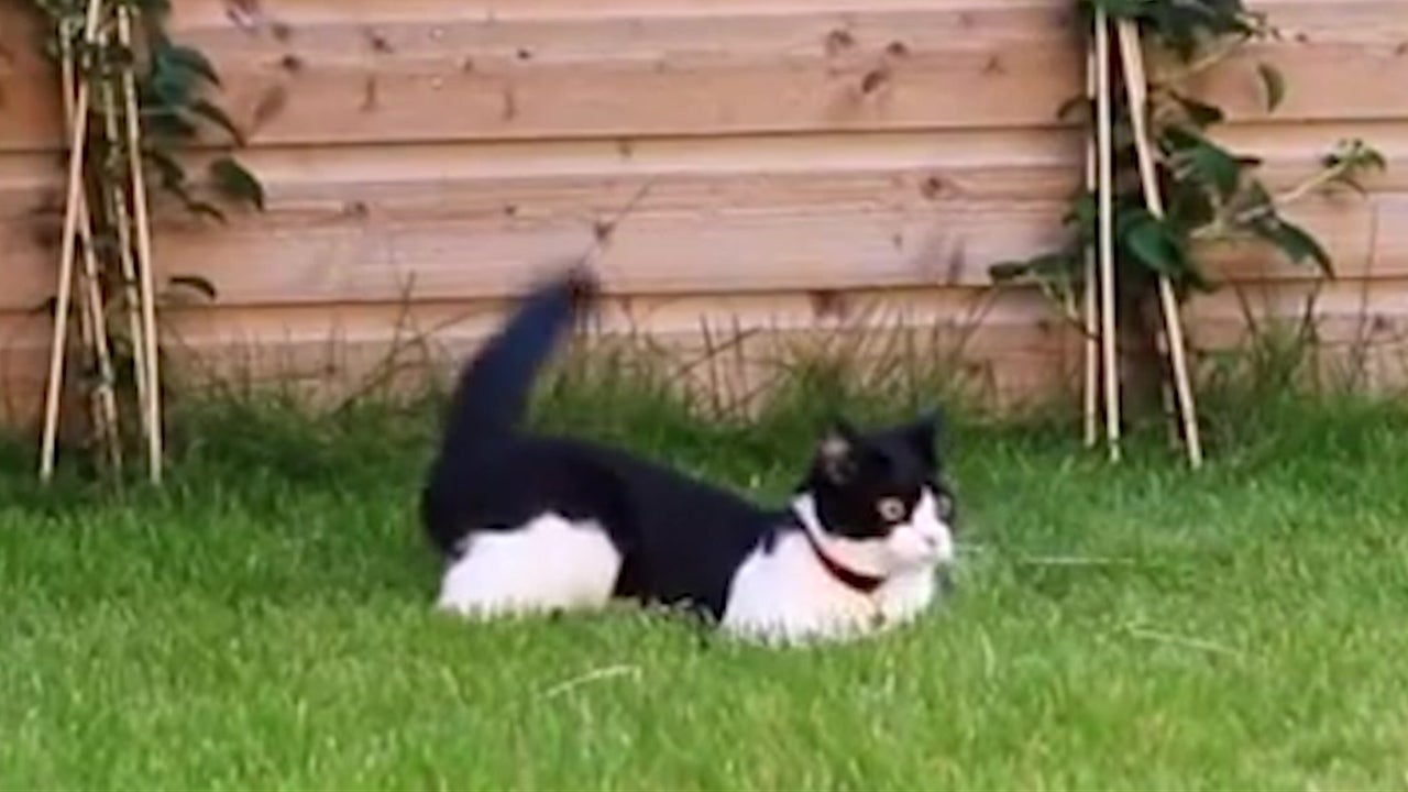 Cat Makes Crazy Good Catch