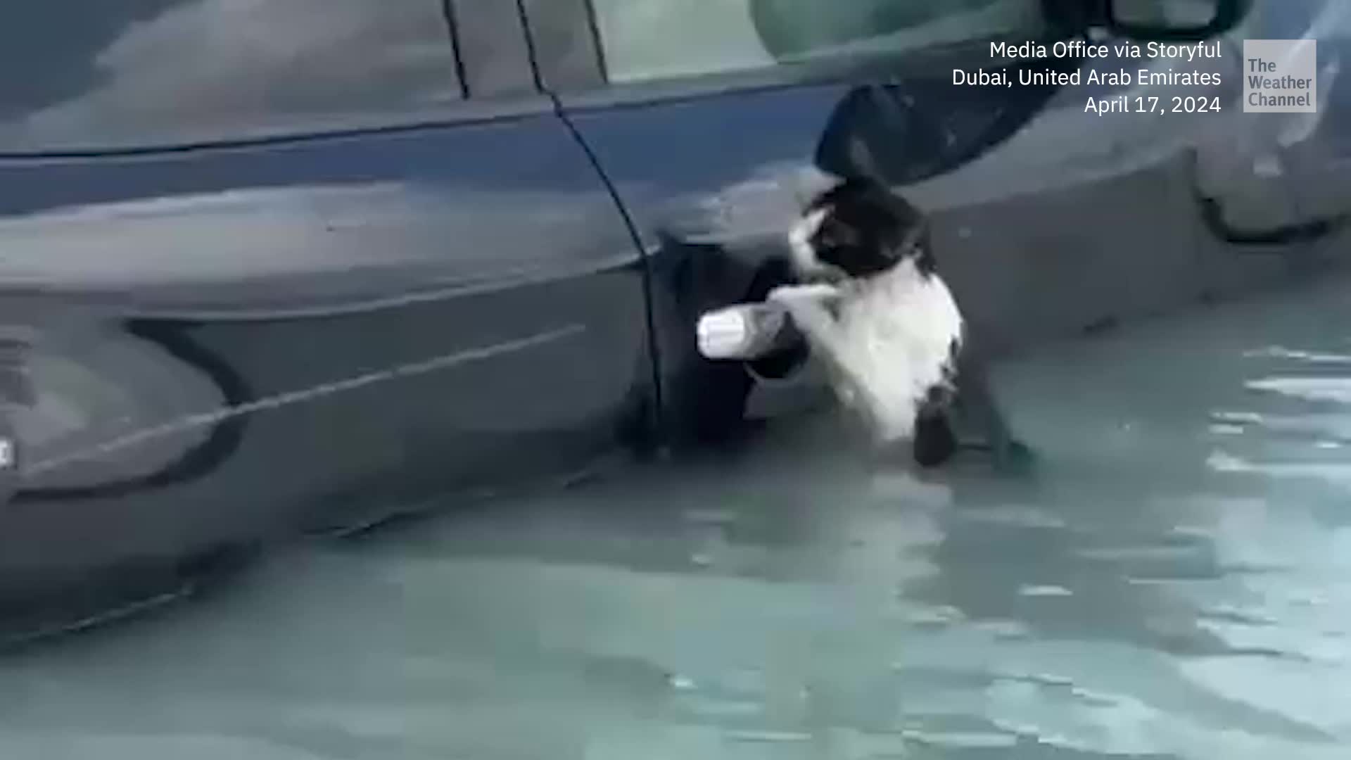 Cat Rescued From Flooded Street In Dubai