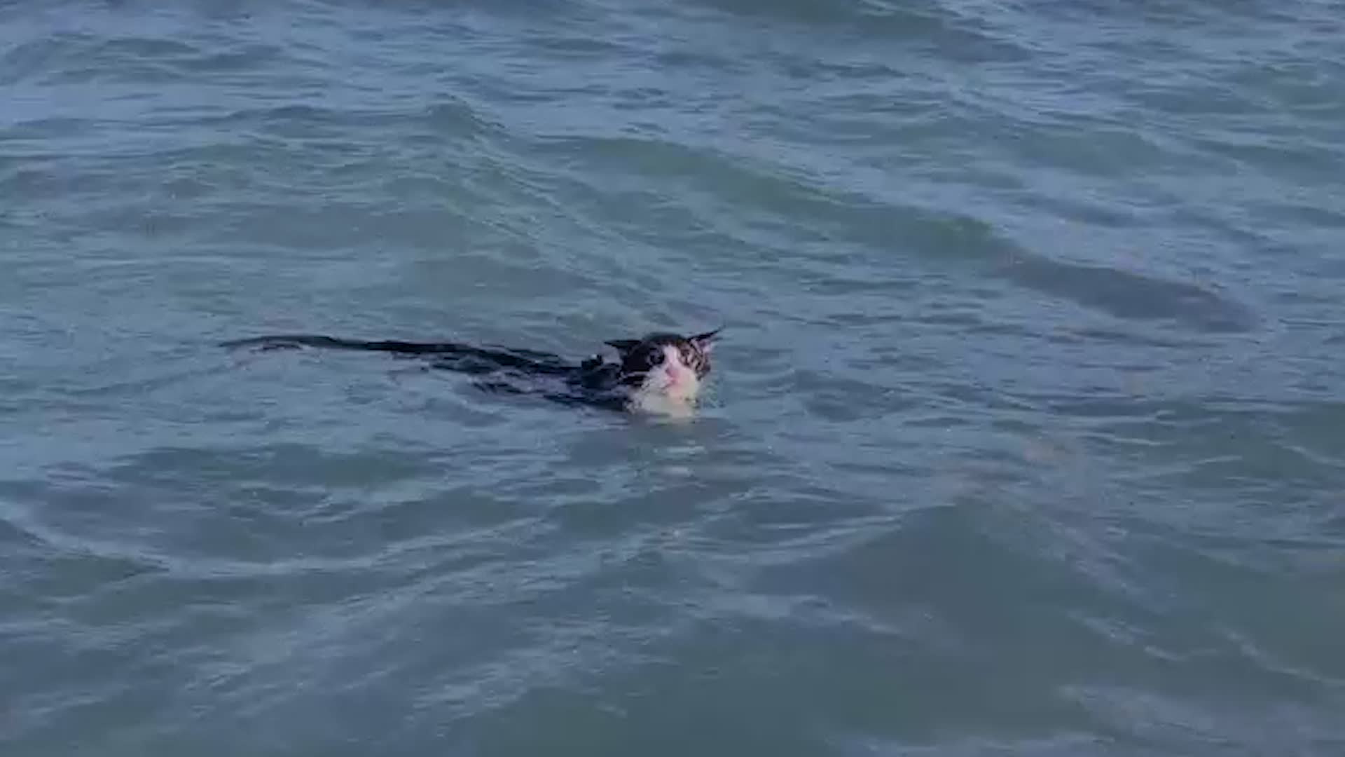 Cat Swims At The Beach