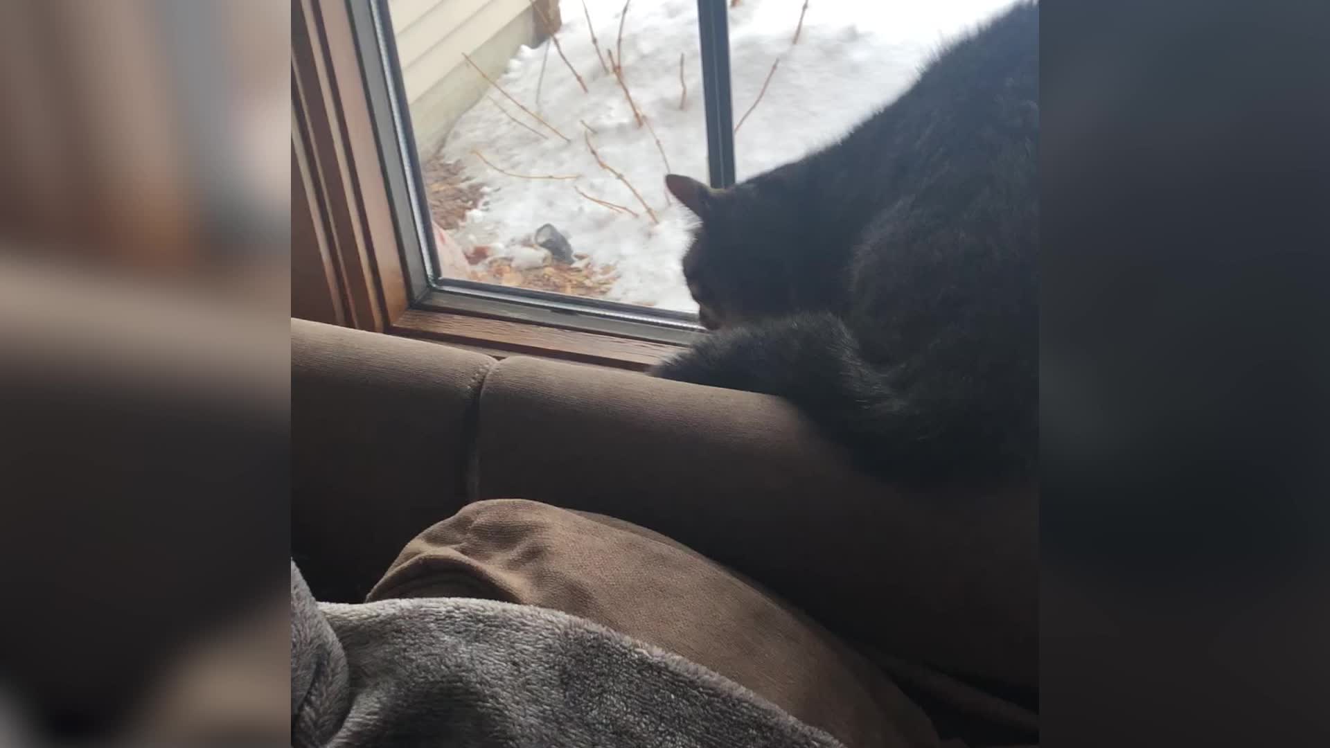 Cat Versus Owl In Epic Standoff
