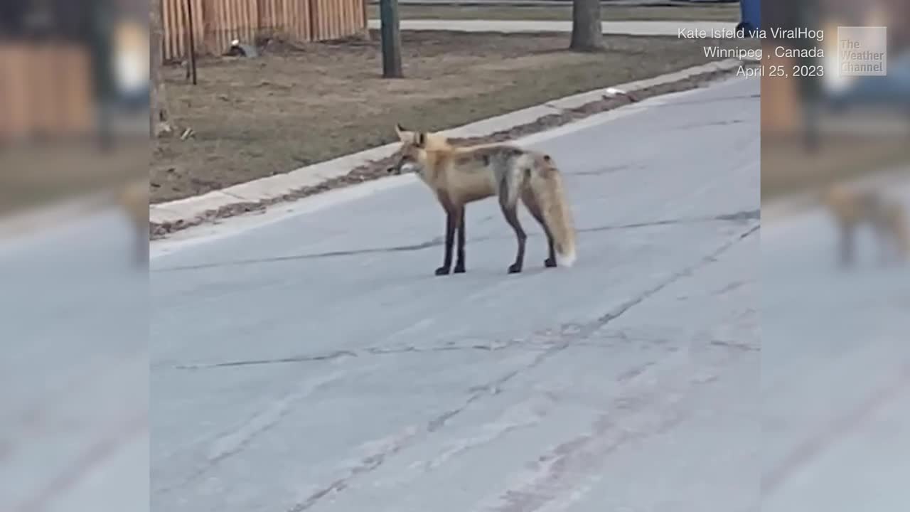 Cat Vs Fox: In This Battle, The Cat Wins