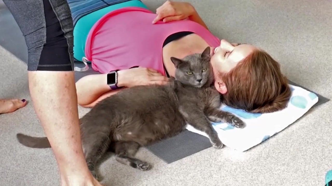 Cat Yoga, It’s a Thing