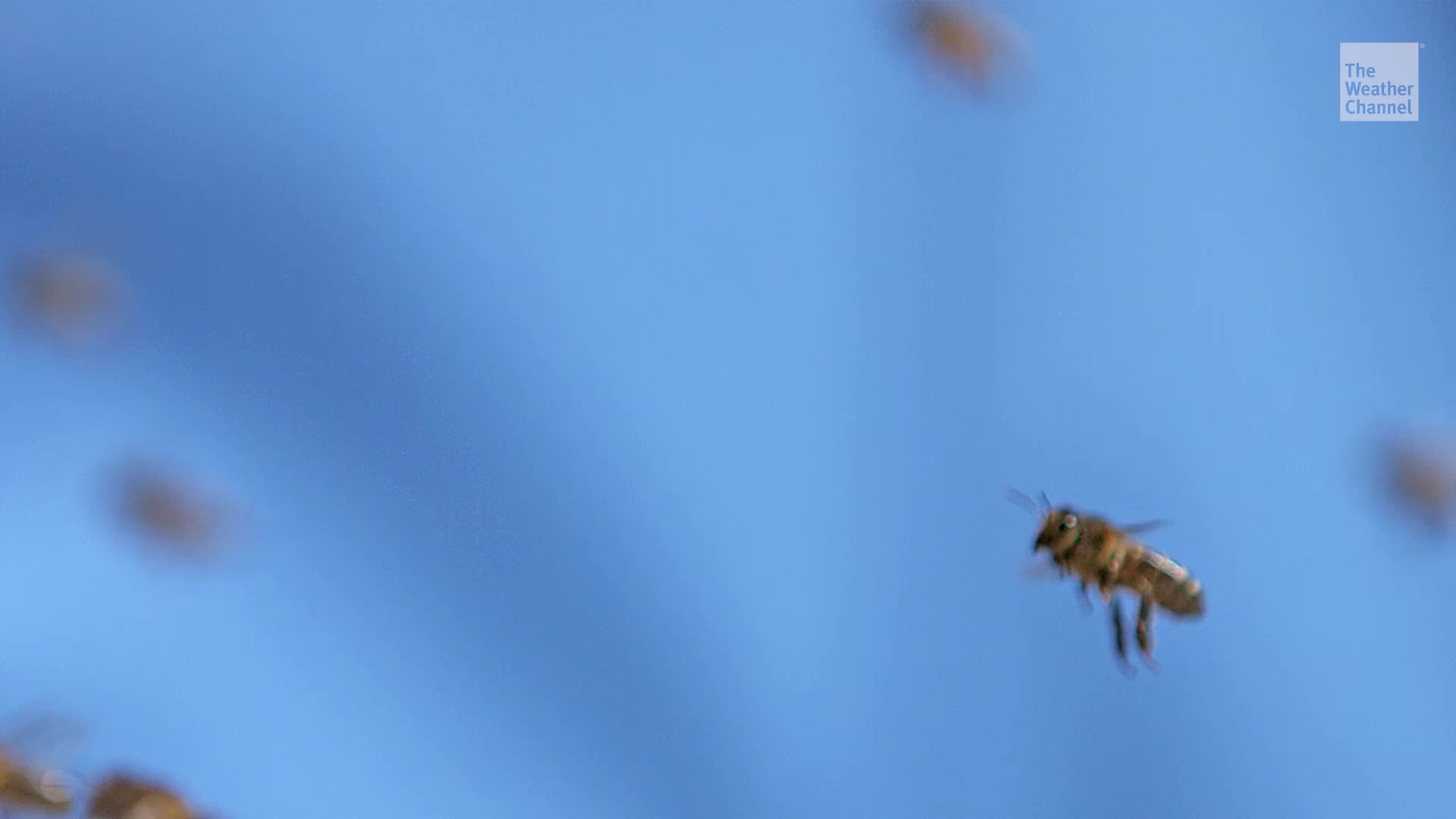 &lsquo;Catastrophic&rsquo; U.S. Honeybee Deaths Could Hit Your Wallet