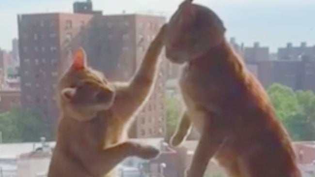 Cats "Box" Like Prizefighters
