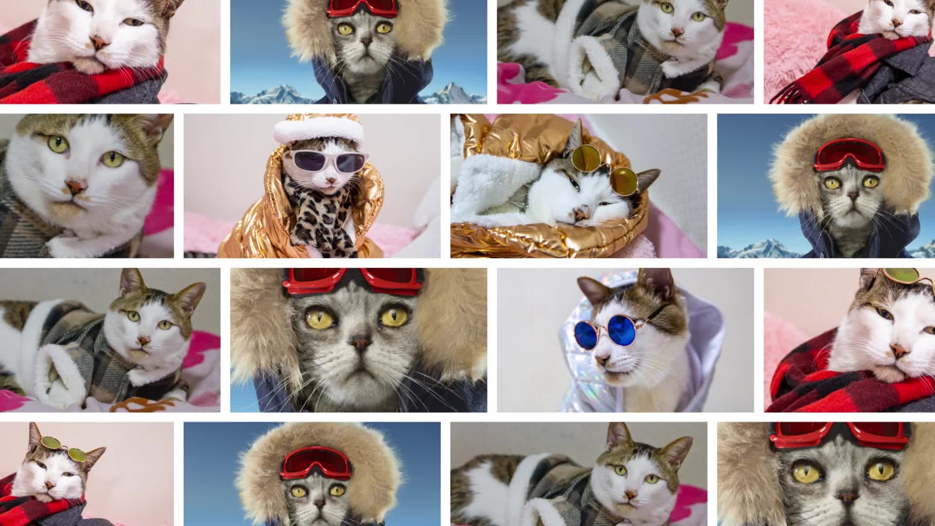 Cats In Winter Coats To Make You Smile